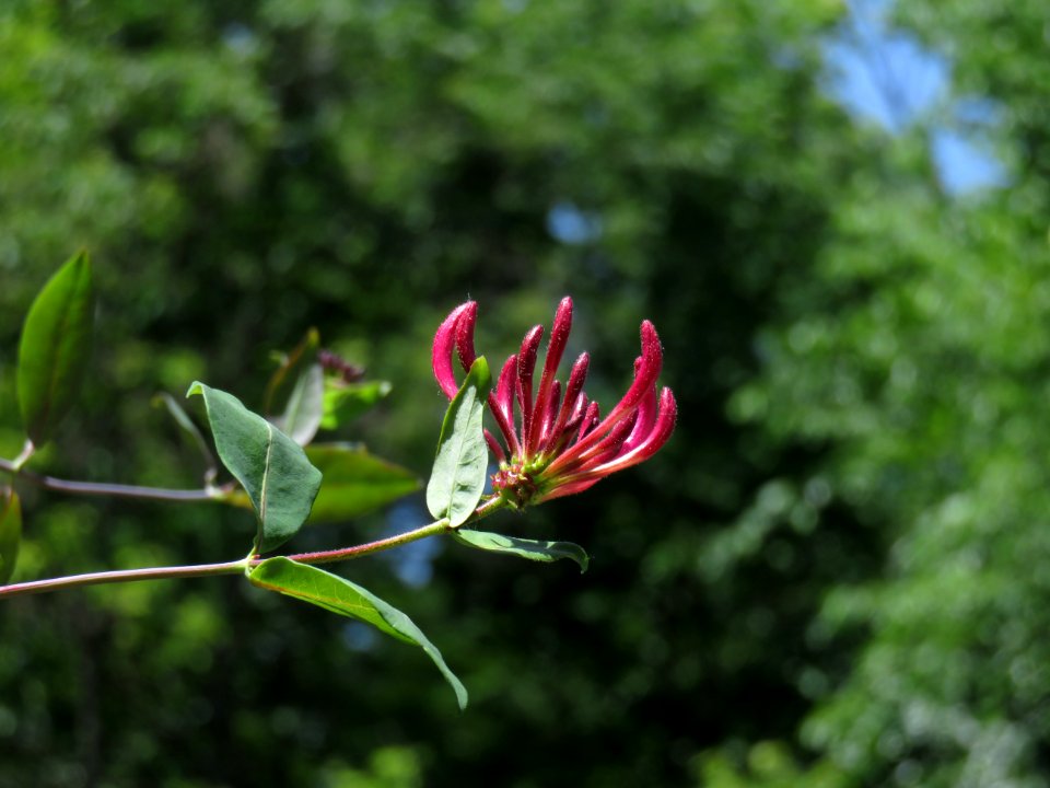 Plant, Flora, Flower, Vegetation