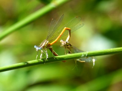Damselfly, Insect, Dragonfly, Dragonflies And Damseflies