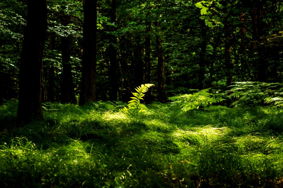 Vegetation, Woodland, Nature, Ecosystem