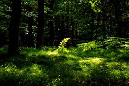 Vegetation, Woodland, Nature, Ecosystem