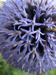 Flower, Purple, Flora, Plant