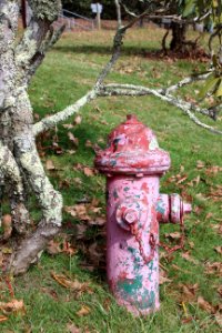 Grass, Tree, Plant, Fire Hydrant