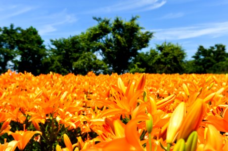 Field, Yellow, Plant, Flower