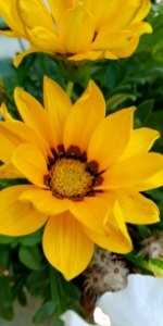 Flower, Yellow, Plant, Flora