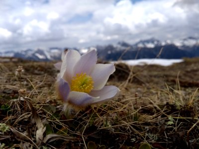 Flower, Plant, Flora, Wildflower