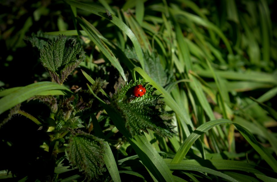 Plant, Vegetation, Flora, Leaf