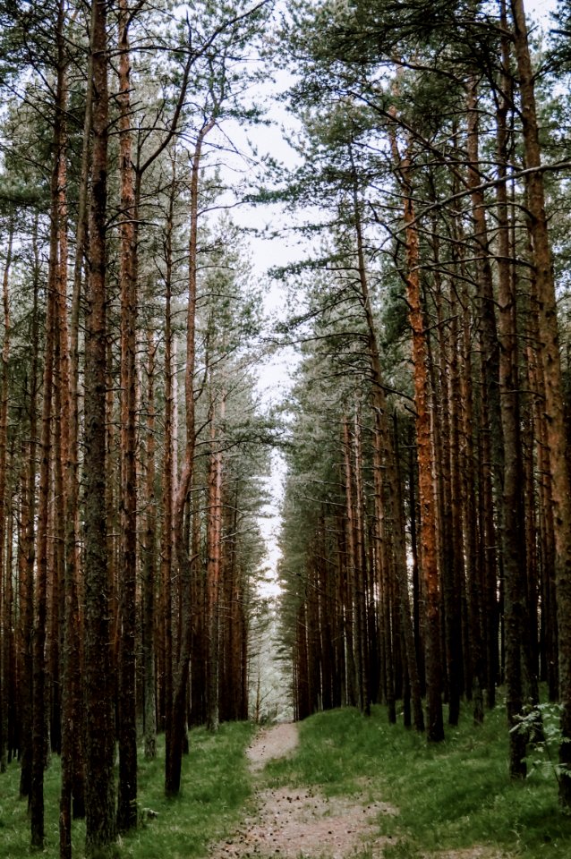 Spruce Fir Forest, Ecosystem, Tree, Forest