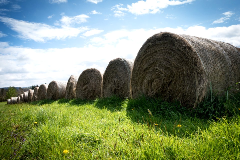 Grass, Grassland, Hay, Sky