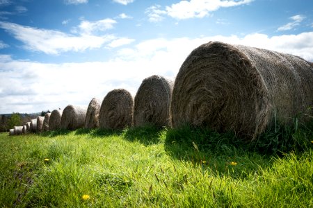 Grass, Grassland, Hay, Sky photo