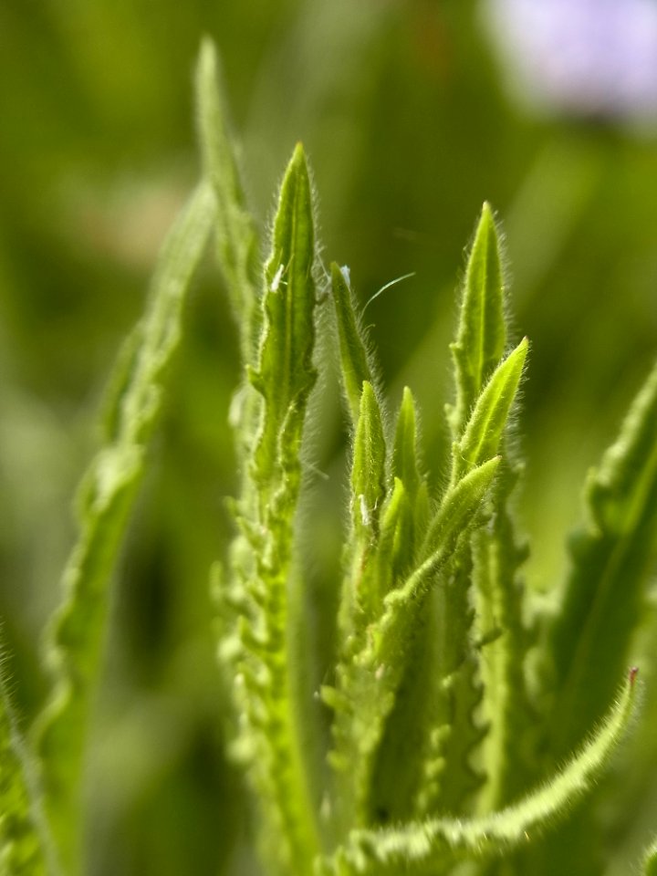 Leaf, Close Up, Plant, Plant Stem