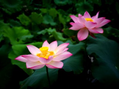 Flower, Plant, Lotus, Sacred Lotus