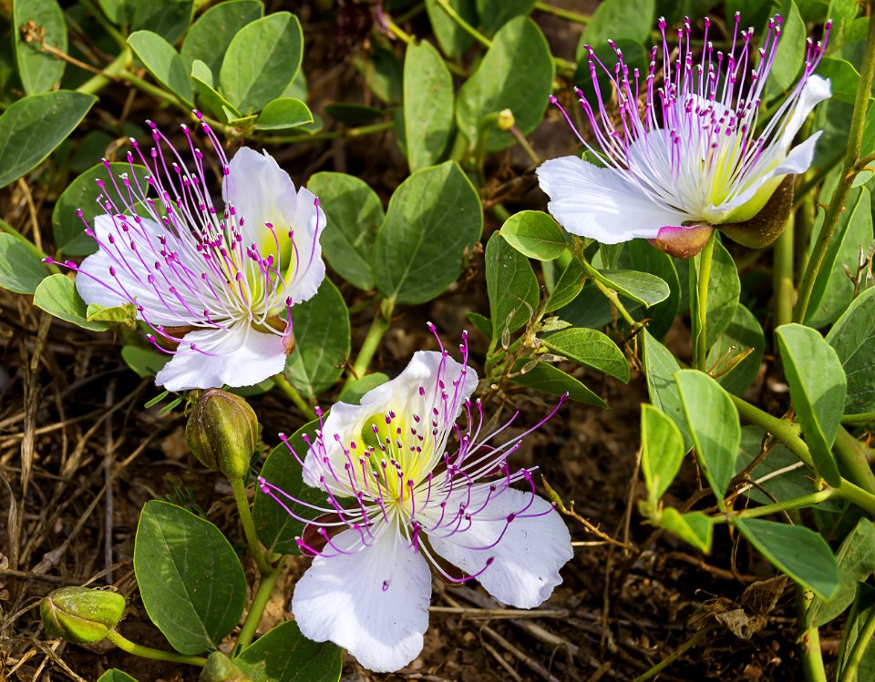 Flower, Plant, Flora, Flowering Plant