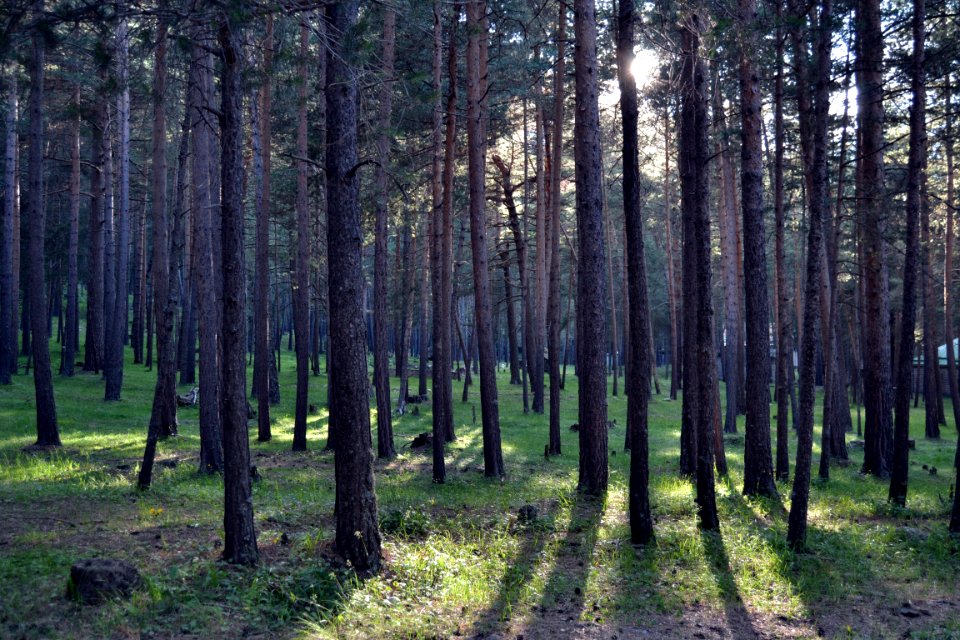 Ecosystem, Forest, Woodland, Spruce Fir Forest