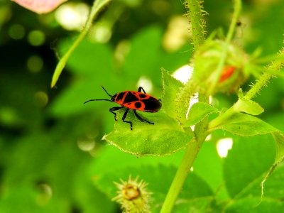 Insect, Macro Photography, Close Up, Nectar photo