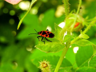 Insect, Macro Photography, Close Up, Nectar