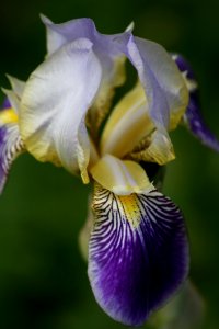 Flower, Plant, Iris Versicolor, Flora