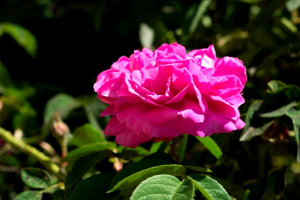 Flower, Rose Family, Plant, Pink