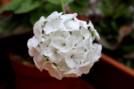 Flower, White, Plant, Floristry photo
