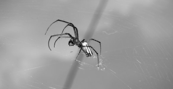 Arachnid, Spider, Black, Black And White