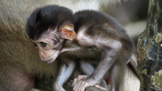 Macaque, Fauna, Primate, Old World Monkey