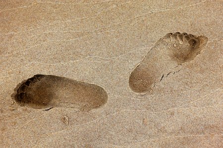 Sand, Fauna, Footprint, Organism