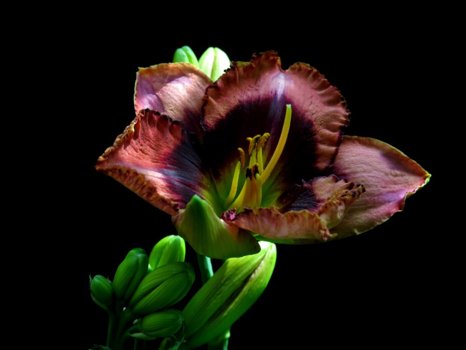 Flower, Plant, Daylily, Flora photo