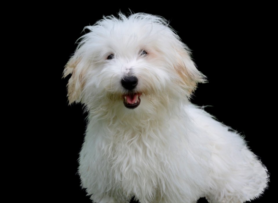 Dog Like Mammal, Dog, Dog Breed, Coton De Tulear
