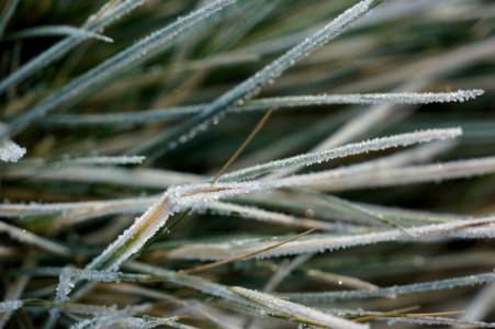 Close Up, Frost, Twig, Branch photo