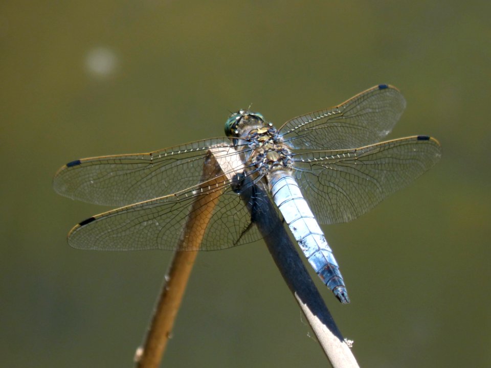Dragonfly, Insect, Dragonflies And Damseflies, Damselfly