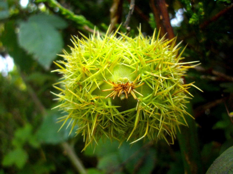 Flora, Plant, Flower, Rambutan