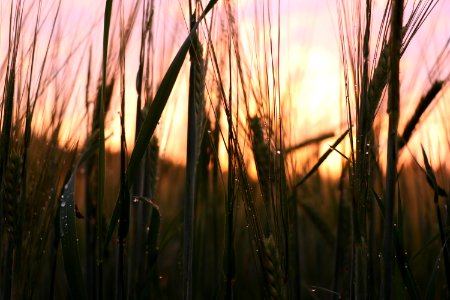 Grass, Light, Sunlight, Morning