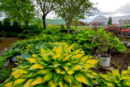 Plant, Leaf, Flora, Garden