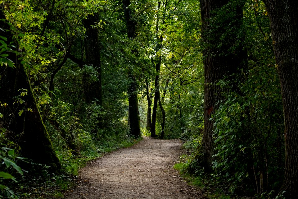 Forest, Woodland, Nature, Vegetation