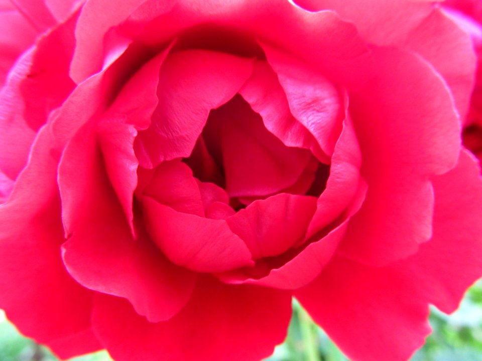 Rose, Flower, Pink, Floribunda