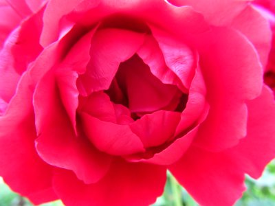 Rose, Flower, Pink, Floribunda