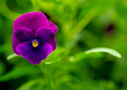 Flower, Purple, Violet, Pansy photo
