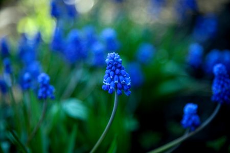 Blue, Flower, Hyacinth, Plant photo