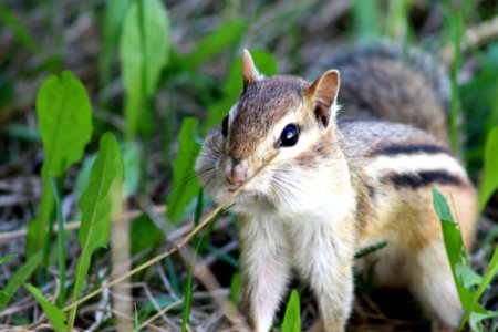 Squirrel, Chipmunk, Fauna, Mammal