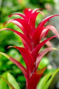 Plant, Flora, Vegetation, Heliconia