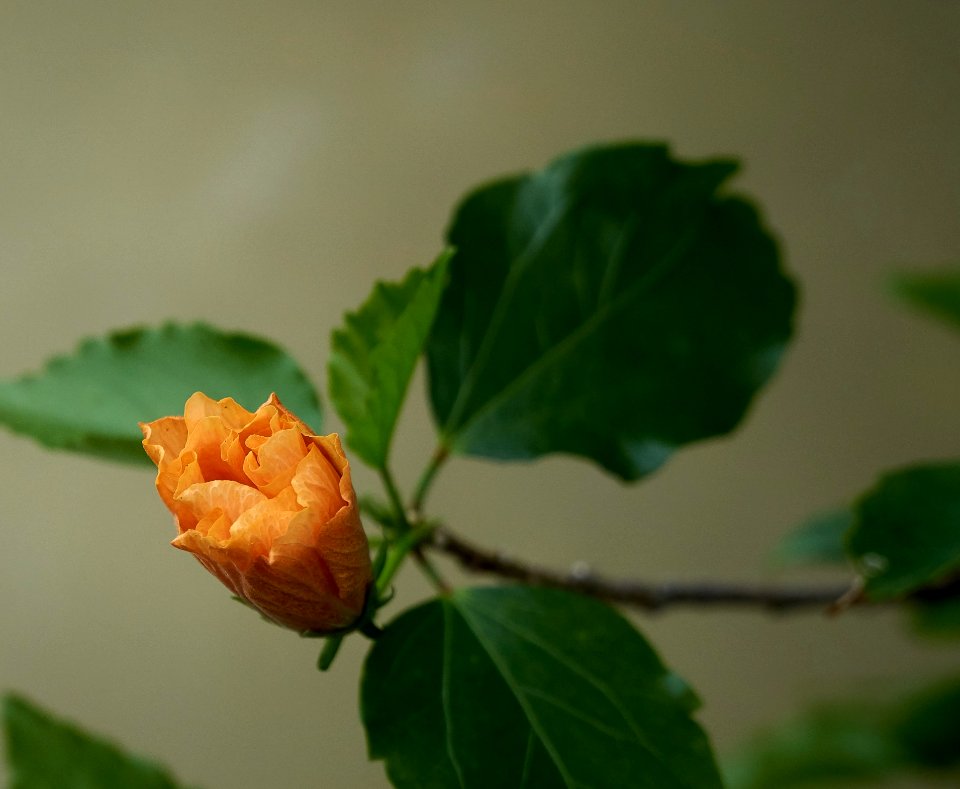 Leaf, Bud, Plant, Plant Stem