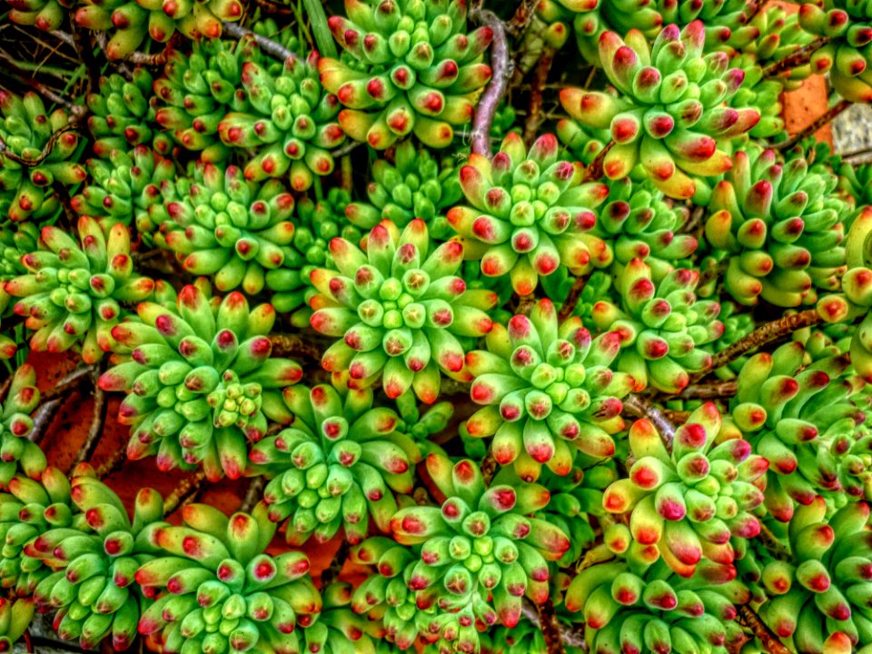 Plant, Fruit, Tree, Groundcover