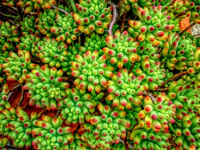 Plant, Fruit, Tree, Groundcover