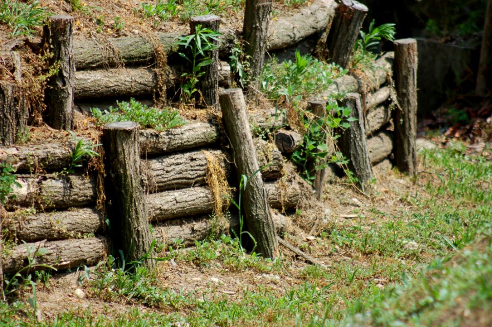 Grass, Rock, Outdoor Structure, Tree