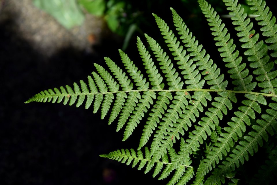 Plant, Ferns And Horsetails, Fern, Ostrich Fern photo