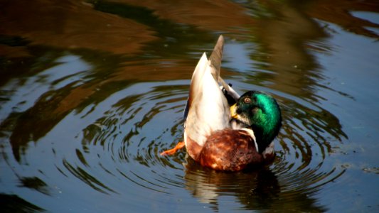 Duck, Bird, Water Bird, Water photo