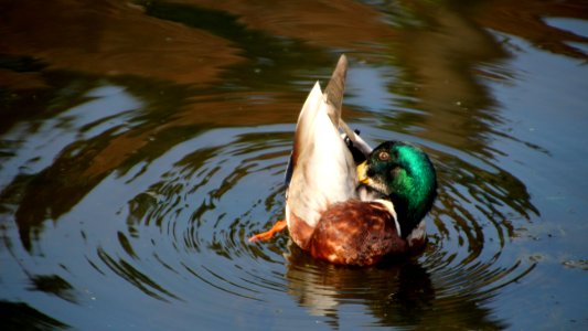 Duck, Bird, Water Bird, Water