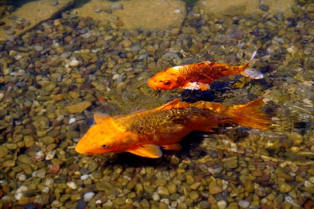Marine Biology, Fauna, Water, Fish
