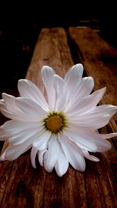 Flower, White, Flora, Plant