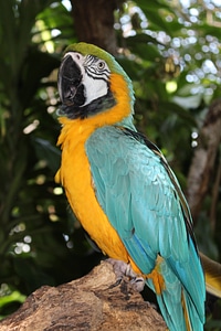 Colorful wildlife exotic photo