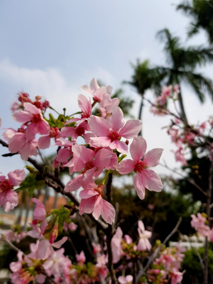 Flower, Plant, Pink, Spring photo